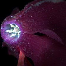 Схема вышивки «Цикламен»