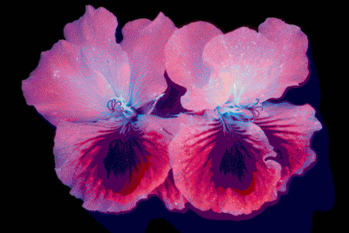 Герань (Patterned Geraniums) - цветок, цветы, интерьер, герань - предпросмотр