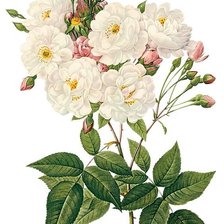 Схема вышивки «№1741517»