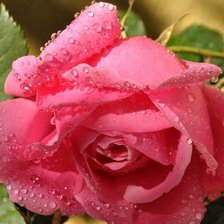 Схема вышивки «розы»