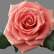 Схема вышивки «розы»