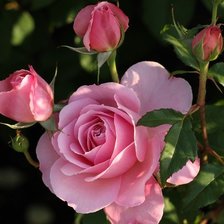 Схема вышивки «розы»