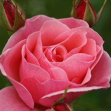 Схема вышивки «розы»