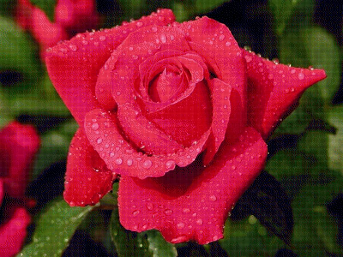 розы - предпросмотр