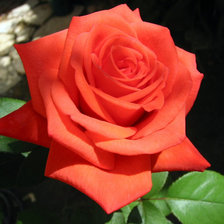 Схема вышивки «розы»