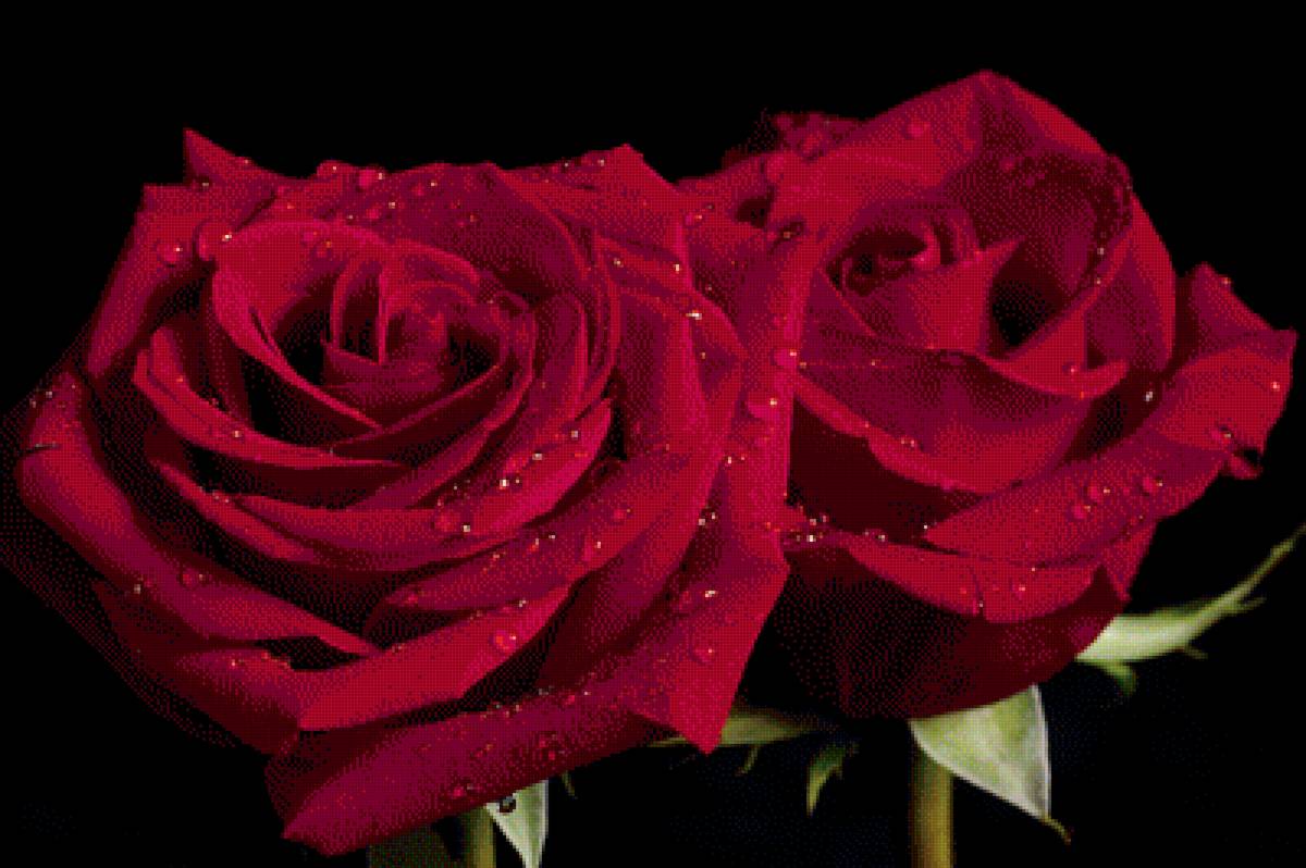 розы - предпросмотр