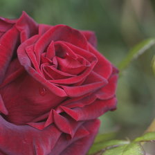 Схема вышивки «розы»