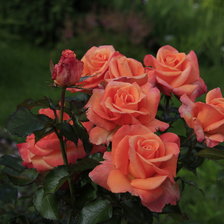 Схема вышивки «розы»