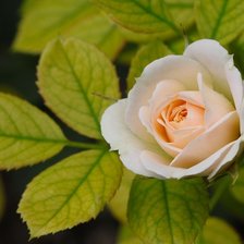 Схема вышивки «розы»