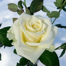 Схема вышивки «розы»