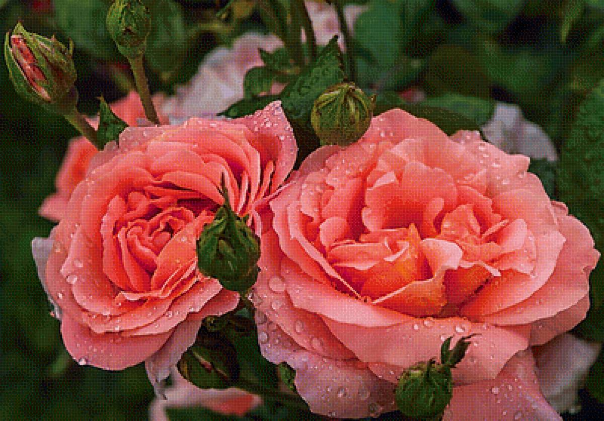 розы - предпросмотр