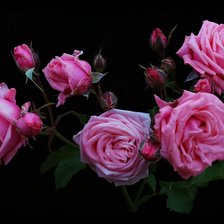 Схема вышивки «розы»