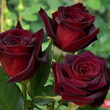 Схема вышивки «розы»