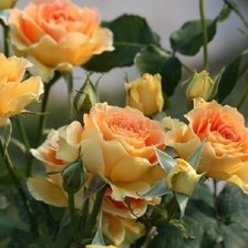 Схема вышивки «розы»