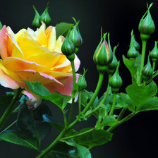 Схема вышивки «розы»