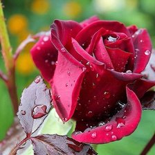 Схема вышивки «розы»