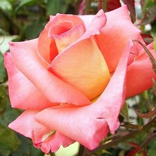 Схема вышивки «розы»