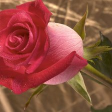 Схема вышивки «розы»