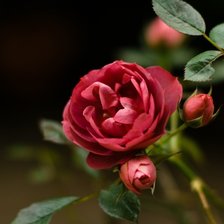 Схема вышивки «розы»