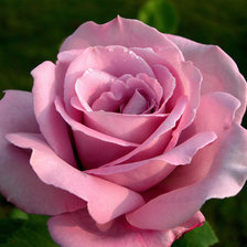 Схема вышивки «розы»