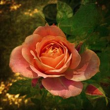 Схема вышивки «розы»