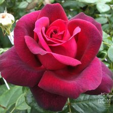 Схема вышивки «розы»