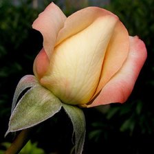 Схема вышивки «розы»