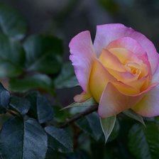 Схема вышивки «розы»