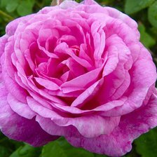 Схема вышивки «розы»