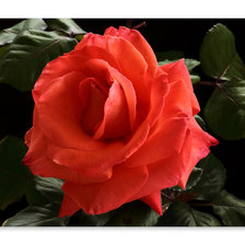 Схема вышивки «розы»