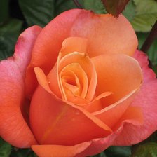 Схема вышивки «розы»