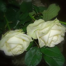 Схема вышивки «розы»