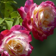 Схема вышивки «розы»