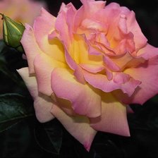 Схема вышивки «розы»