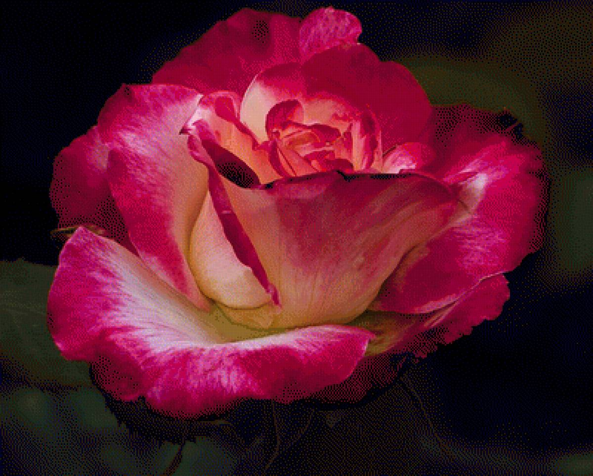 розы - предпросмотр