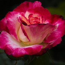 Схема вышивки «розы»