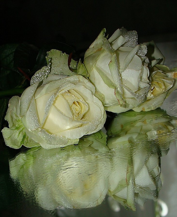 розы - оригинал