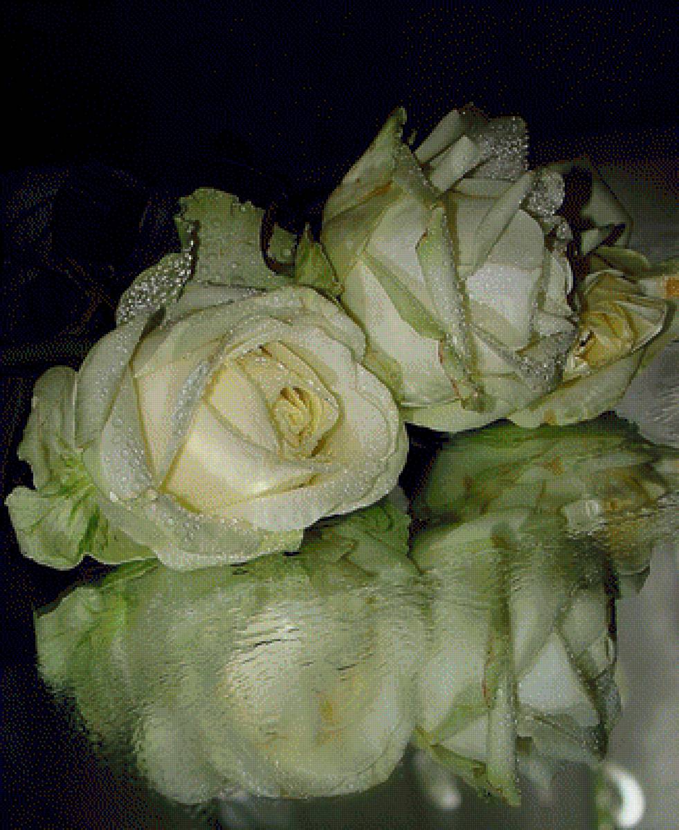 розы - предпросмотр