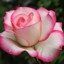 Схема вышивки «розы»