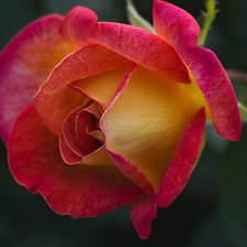 Схема вышивки «розы»