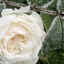 Схема вышивки «розы»