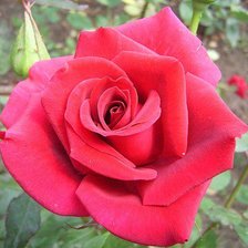 Схема вышивки «розы»