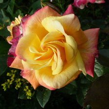 Схема вышивки «розы»