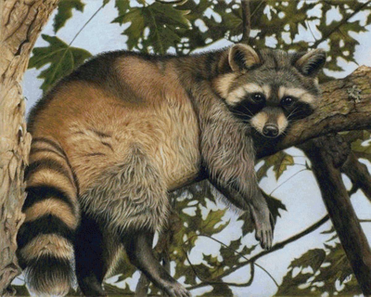 Енот - животные, звери - предпросмотр