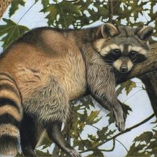 Схема вышивки «Енот»