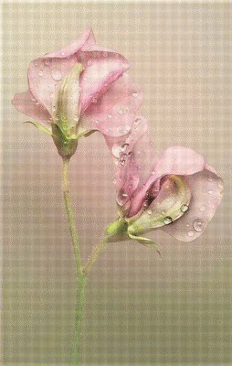 ДУШИСТЫЙ ГОРОШЕК - душистый горошек - предпросмотр