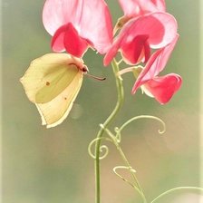 Схема вышивки «ДУШИСТЫЙ ГОРОШЕК»