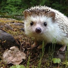 Схема вышивки «ёжик»