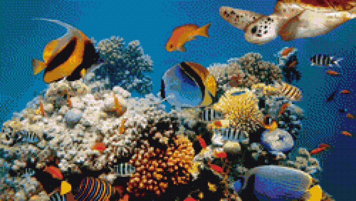 риф - кораллы море риф черепаха рыбки океан - предпросмотр