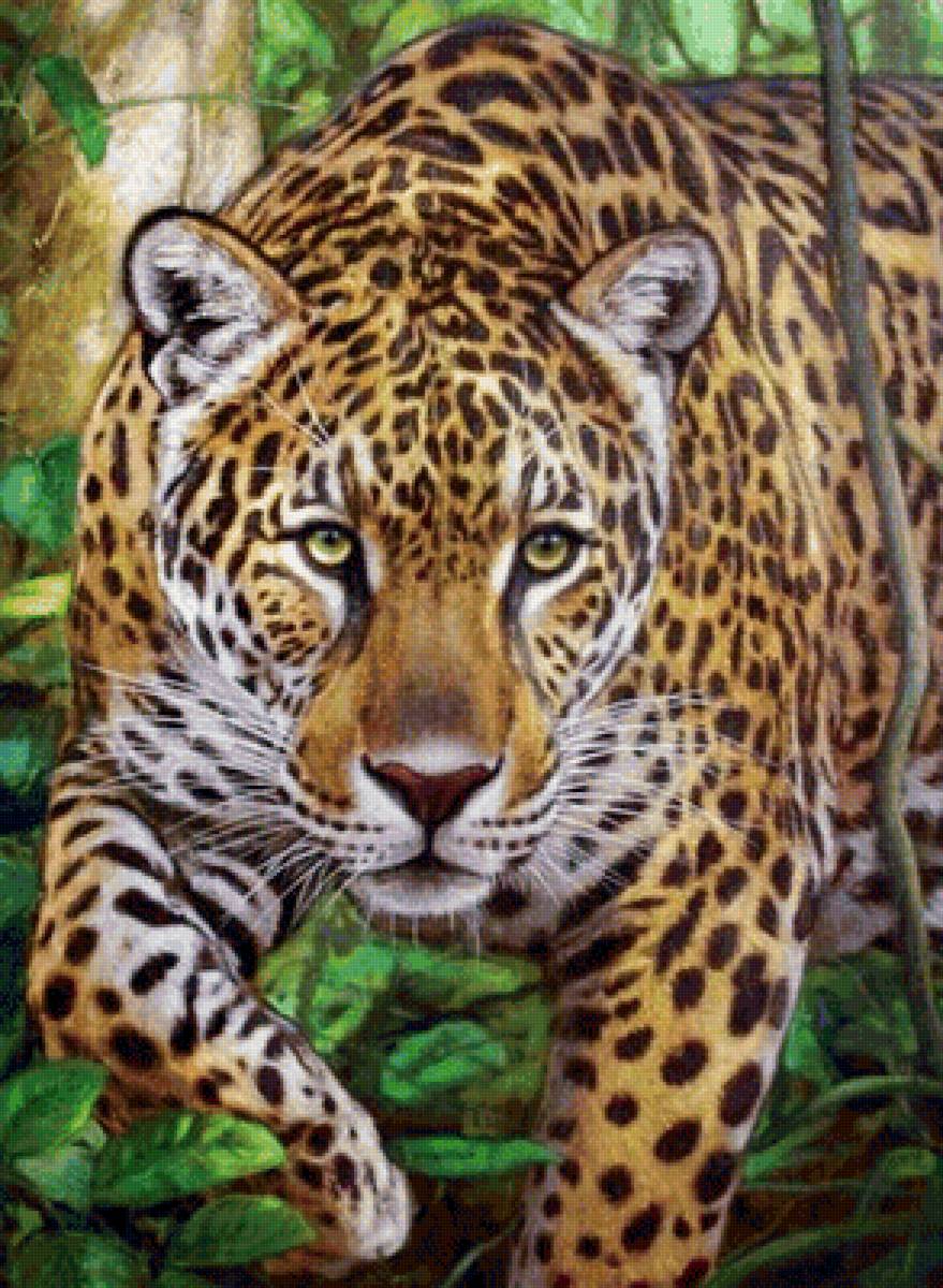 Леопард - животные, звери - предпросмотр